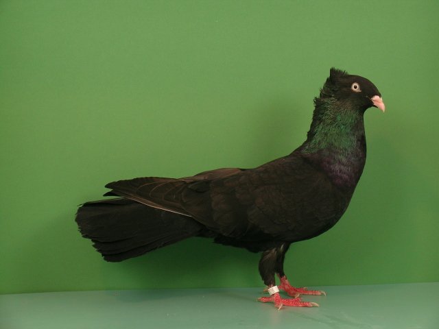HSS Köln 2007